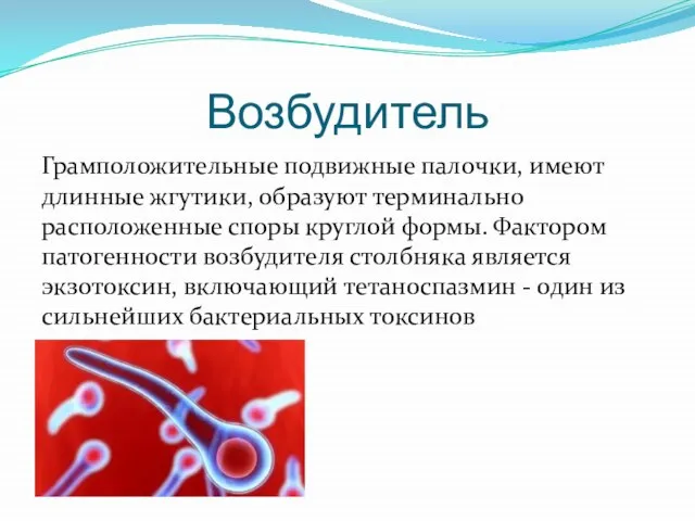 Возбудитель Грамположительные подвижные палочки, имеют длинные жгутики, образуют терминально расположенные споры круглой