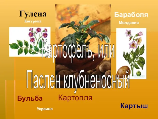 Гулена Кострома Бульба Бараболя Картыш Молдавия Украина Картопля Картофель, или Паслен клубненосный