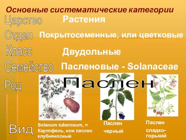 Основные систематические категории Solanum tuberosum, = Картофель, или паслен клубненосный Пасленовые -