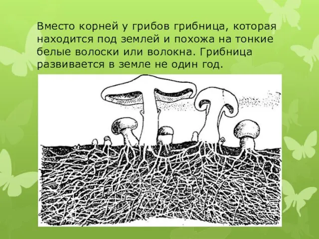 Вместо корней у грибов грибница, которая находится под землей и похожа на