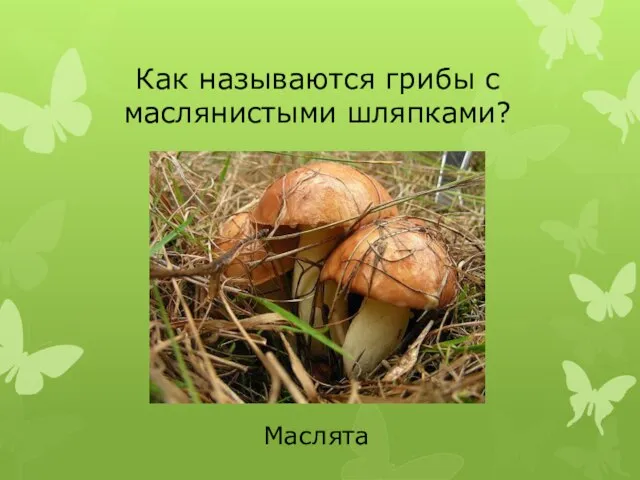 Как называются грибы с маслянистыми шляпками? Маслята