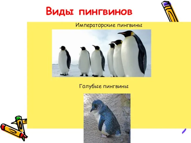 Виды пингвинов Императорские пингвины Голубые пингвины
