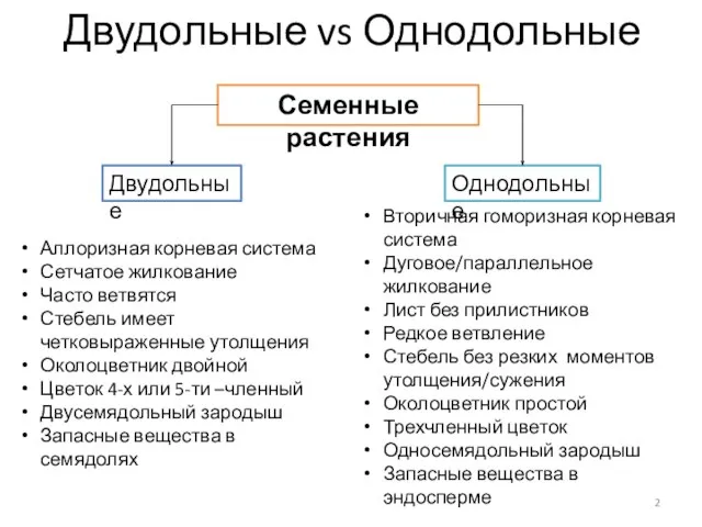 Двудольные vs Однодольные Семенные растения Двудольные Однодольные Вторичная гоморизная корневая система Дуговое/параллельное