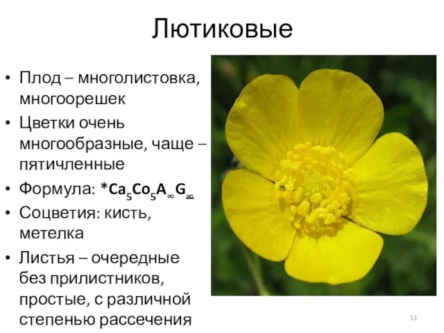 Лютиковые Плод – многолистовка, многоорешек Цветки очень многообразные, чаще – пятичленные Формула: