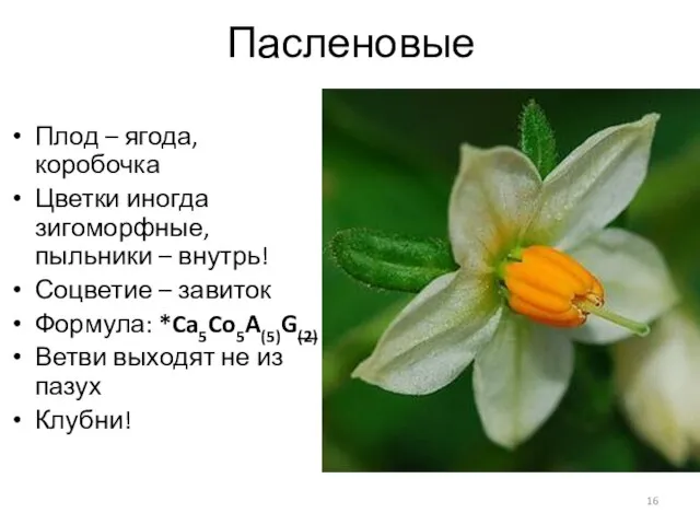 Пасленовые Плод – ягода, коробочка Цветки иногда зигоморфные, пыльники – внутрь! Соцветие