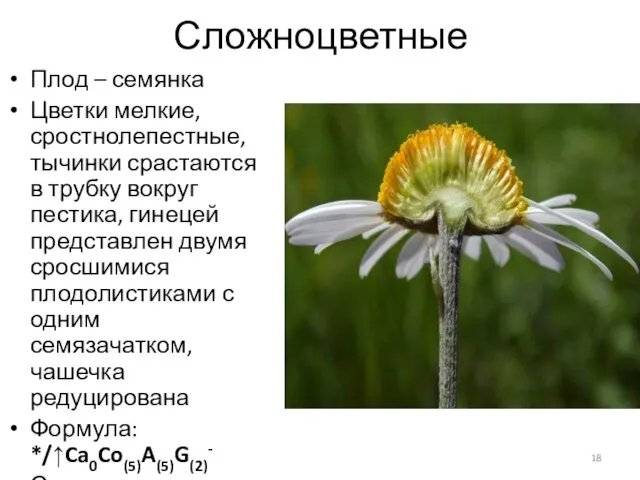 Сложноцветные Плод – семянка Цветки мелкие, сростнолепестные, тычинки срастаются в трубку вокруг