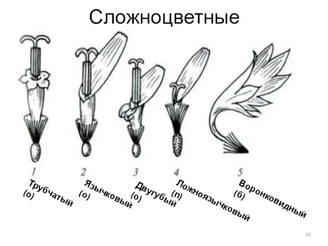 Сложноцветные Трубчатый (о) Язычковый (о) Ложноязычковый (п) Двугубый (о) Воронковидный (б)