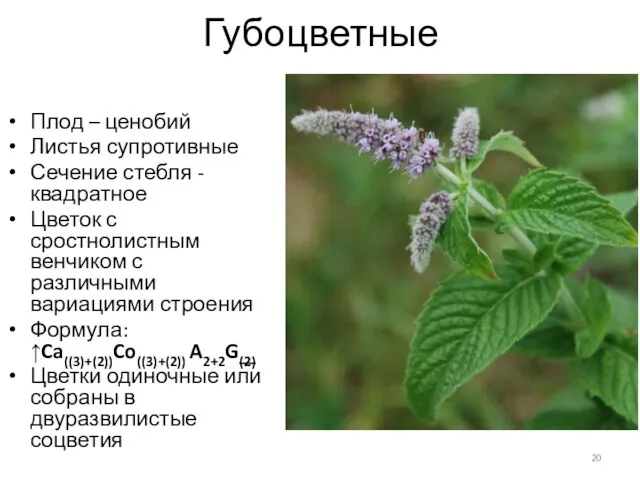 Губоцветные Плод – ценобий Листья супротивные Сечение стебля - квадратное Цветок с