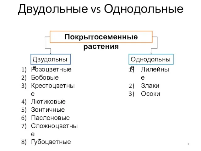 Двудольные vs Однодольные Покрытосеменные растения Двудольные Однодольные Розоцветные Бобовые Крестоцветные Лютиковые Зонтичные