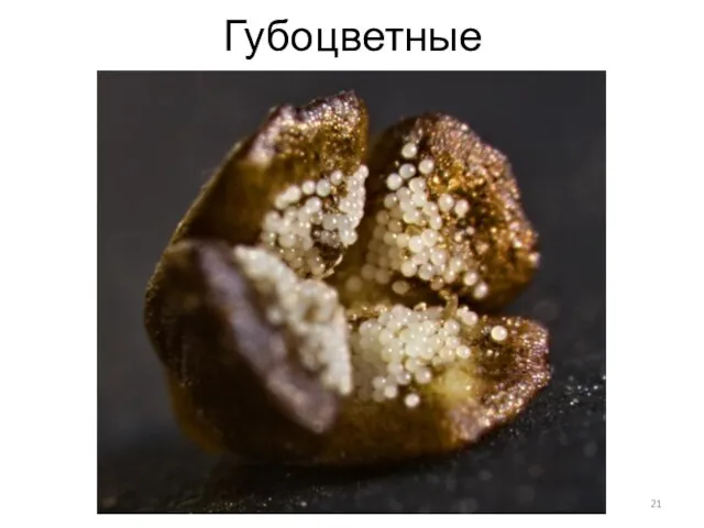 Губоцветные