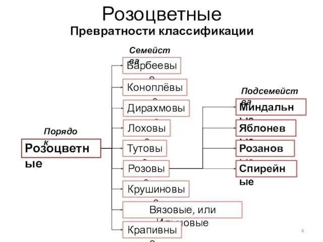 Розоцветные Превратности классификации Барбеевые Коноплёвые Дирахмовые Лоховые Тутовые Розовые Крушиновые Вязовые, или