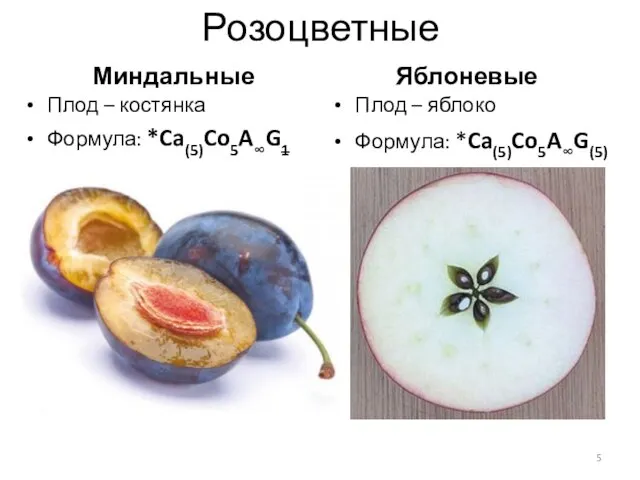 Миндальные Плод – костянка Формула: *Ca(5)Co5A∞G1 Яблоневые Плод – яблоко Формула: *Ca(5)Co5A∞G(5) - Розоцветные