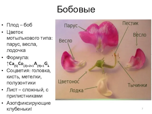 Бобовые Плод – боб Цветок мотылькового типа: парус, весла, лодочка Формула: ↑Ca(5)Co(2)+2+1A(9)+1G1