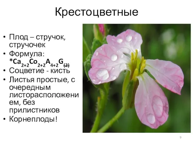 Крестоцветные Плод – стручок, стручочек Формула: *Ca2+2Co2+2A4+2G(2) Соцветие - кисть Листья простые,