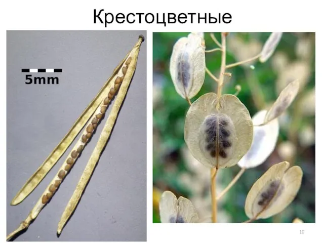 Крестоцветные