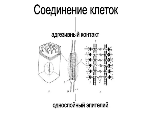 Соединение клеток адгезивный контакт однослойный эпителий