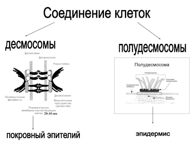 Соединение клеток десмосомы полудесмосомы покровный эпителий эпидермис