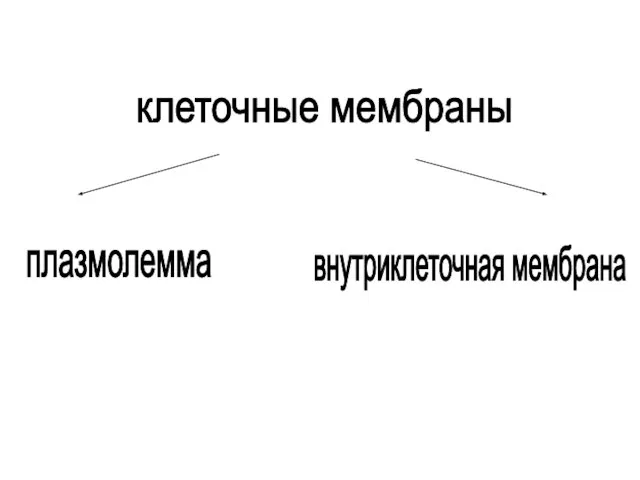 клеточные мембраны плазмолемма внутриклеточная мембрана