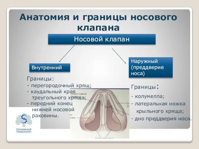 Анатомия и границы носового клапана Носовой клапан Внутренний Наружный (преддверие носа) Границы: