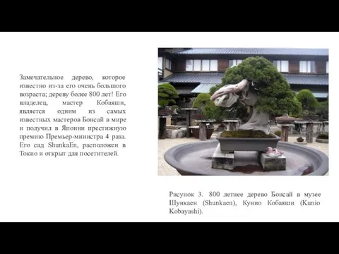 Рисунок 3. 800 летнее дерево Бонсай в музее Шункаен (Shunkaen), Кунио Кобаяши