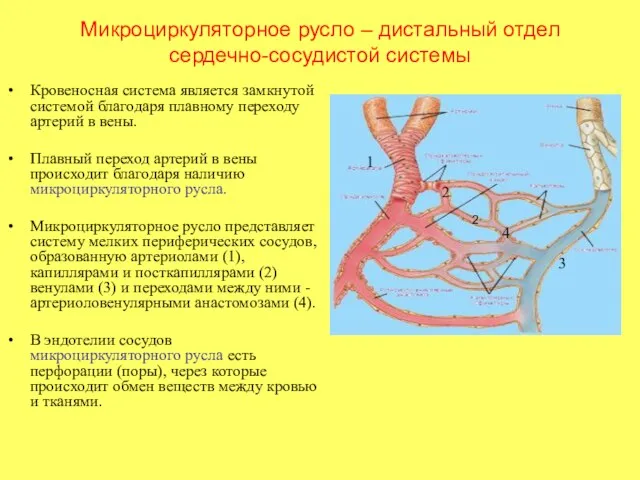 Микроциркуляторное русло – дистальный отдел сердечно-сосудистой системы Кровеносная система является замкнутой системой