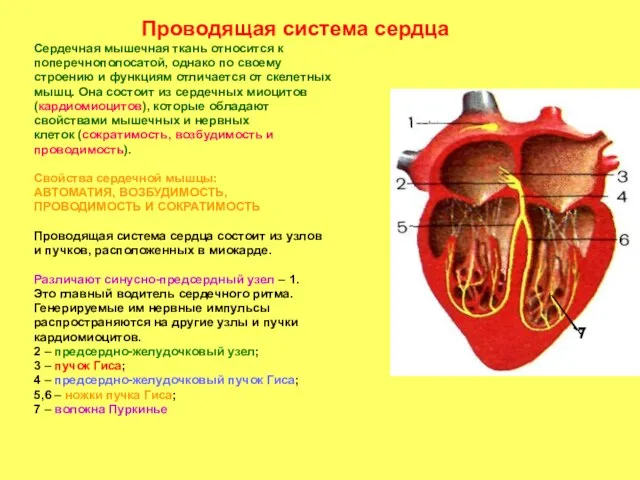 Проводящая система сердца Сердечная мышечная ткань относится к поперечнополосатой, однако по своему