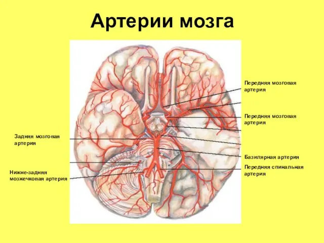 Артерии мозга Передняя мозговая артерия Передняя мозговая артерия Базилярная артерия Передняя спинальная
