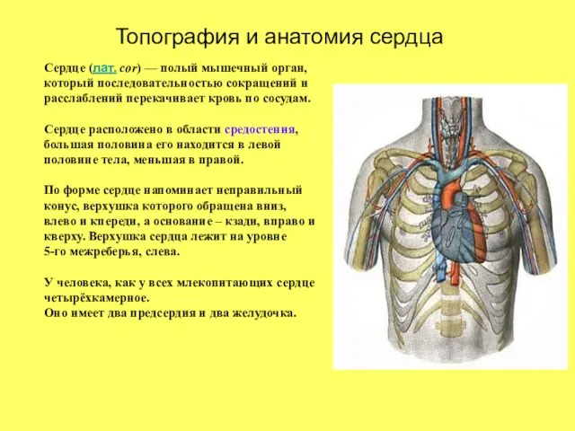 Топография и анатомия сердца Сердце (лат. cor) — полый мышечный орган, который