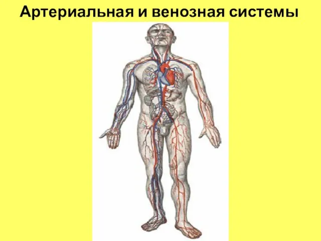 Артериальная и венозная системы