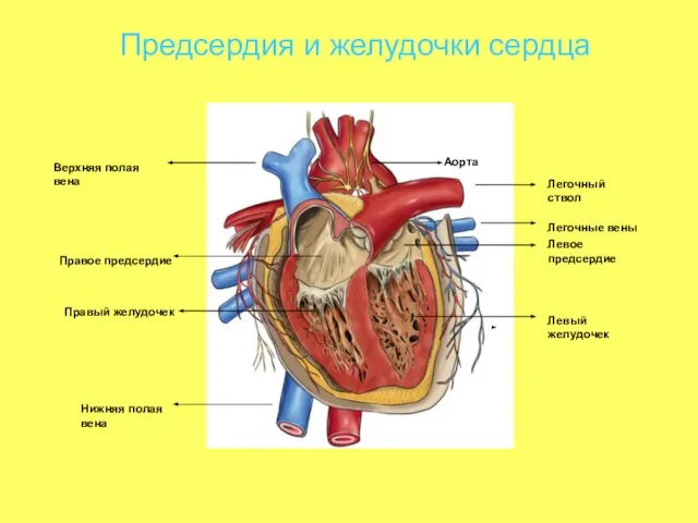 Предсердия и желудочки сердца Правое предсердие Правый желудочек Левое предсердие Левый желудочек