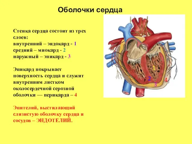 Оболочки сердца 1 2 3 4 Стенка сердца состоит из трех слоев:
