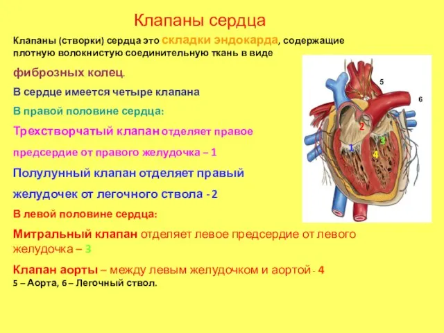 Клапаны сердца Клапаны (створки) сердца это складки эндокарда, содержащие плотную волокнистую соединительную