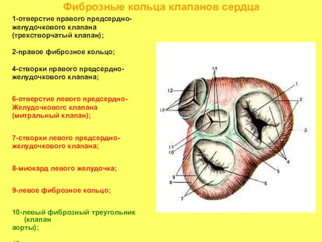 Фиброзные кольца клапанов сердца 1-отверстие правого предсердно- желудочкового клапана (трехстворчатый клапан); 2-правое