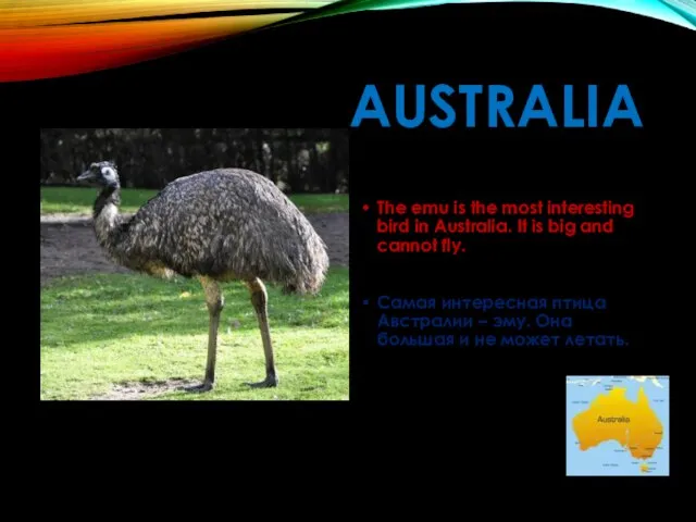 AUSTRALIA The emu is the most interesting bird in Australia. It is