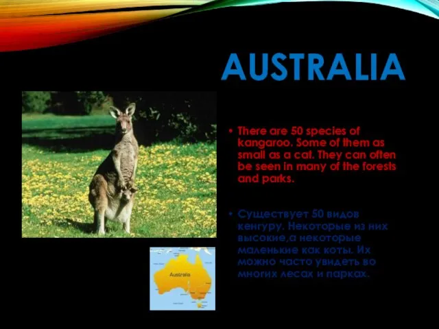 AUSTRALIA There are 50 species of kangaroo. Some of them as small