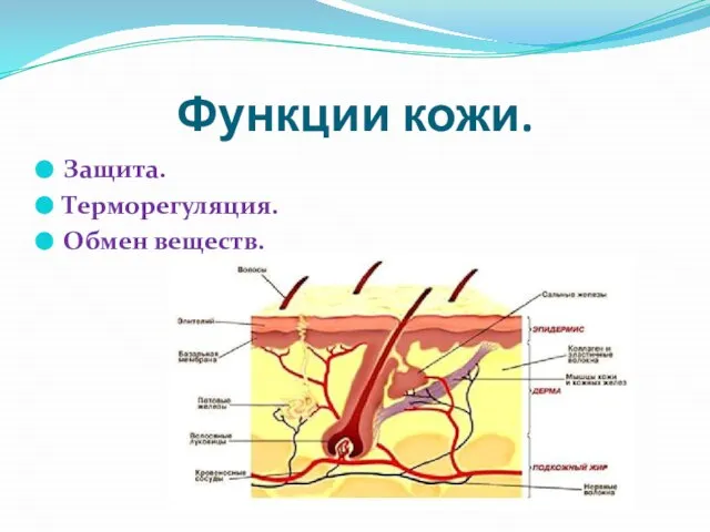 Функции кожи. Защита. Терморегуляция. Обмен веществ.