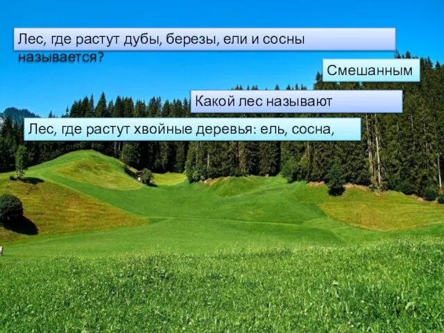 Лес, где растут дубы, березы, ели и сосны называется? Какой лес называют