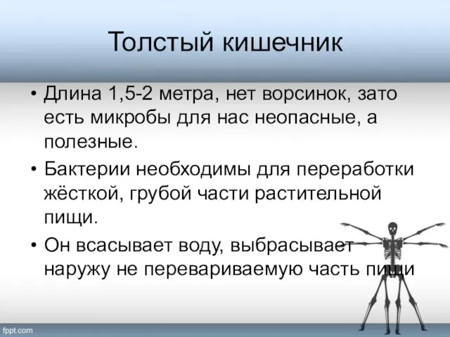 Толстый кишечник Длина 1,5-2 метра, нет ворсинок, зато есть микробы для нас