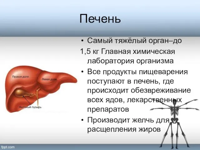 Печень Самый тяжёлый орган–до 1,5 кг Главная химическая лаборатория организма Все продукты