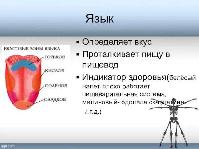 Язык Определяет вкус Проталкивает пищу в пищевод Индикатор здоровья(белёсый налёт-плохо работает пищеварительная