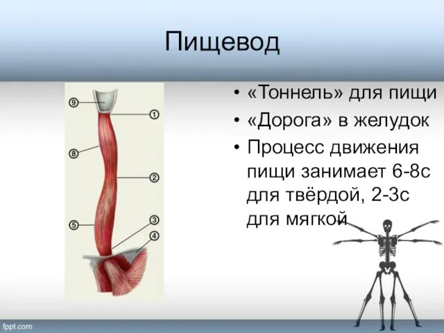 Пищевод «Тоннель» для пищи «Дорога» в желудок Процесс движения пищи занимает 6-8с