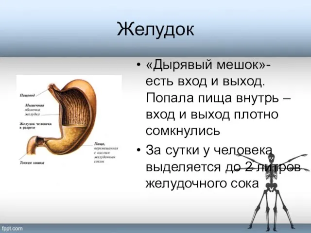 Желудок «Дырявый мешок»- есть вход и выход. Попала пища внутрь – вход