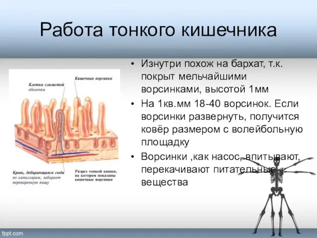 Работа тонкого кишечника Изнутри похож на бархат, т.к. покрыт мельчайшими ворсинками, высотой