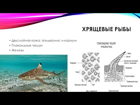 ХРЯЩЕВЫЕ РЫБЫ Двуслойная кожа: эпидермис и кориум Плакоидные чешуи Железы