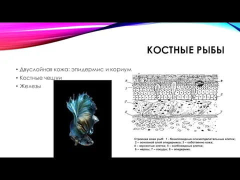 КОСТНЫЕ РЫБЫ Двуслойная кожа: эпидермис и кориум Костные чешуи Железы