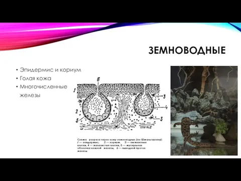 ЗЕМНОВОДНЫЕ Эпидермис и кориум Голая кожа Многочисленные железы