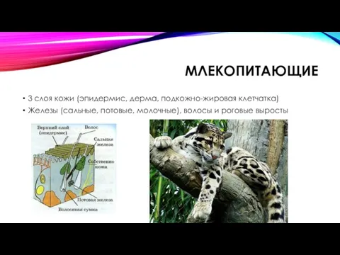 МЛЕКОПИТАЮЩИЕ 3 слоя кожи (эпидермис, дерма, подкожно-жировая клетчатка) Железы (сальные, потовые, молочные), волосы и роговые выросты