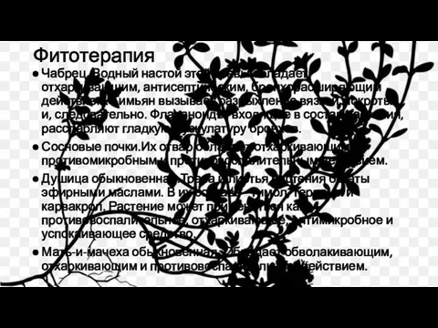 Фитотерапия Чабрец. Водный настой этой травы обладает отхаркивающим, антисептическим, бронхорасширяющим действием. Тимьян