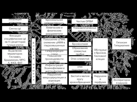 Ингаляция аллергена Синтез IgE Фиксация специфических IgE на FC-рецепторах тучных клеток Выделение