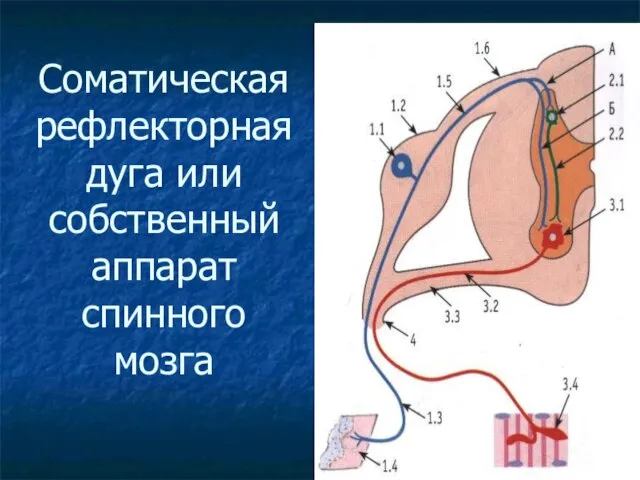 Соматическая рефлекторная дуга или собственный аппарат спинного мозга